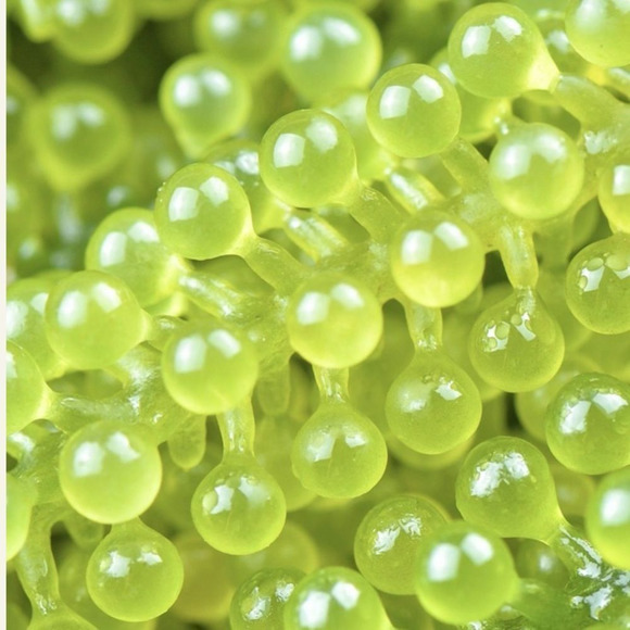 $10❤️‍🔥 Cocokind Vitamin C Serum w/ Sea Grape Caviar 🌊💧 NEW CLEAN BEAUTY - Picture 3 of 7